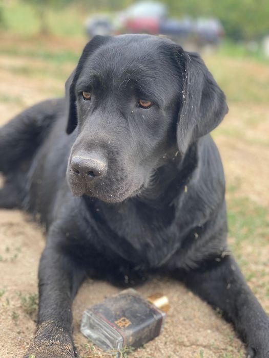 Dau spre adoptie catelusa Labrador Retriever Negru