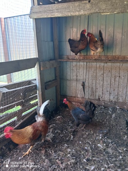 Тауыктар куры сатылады