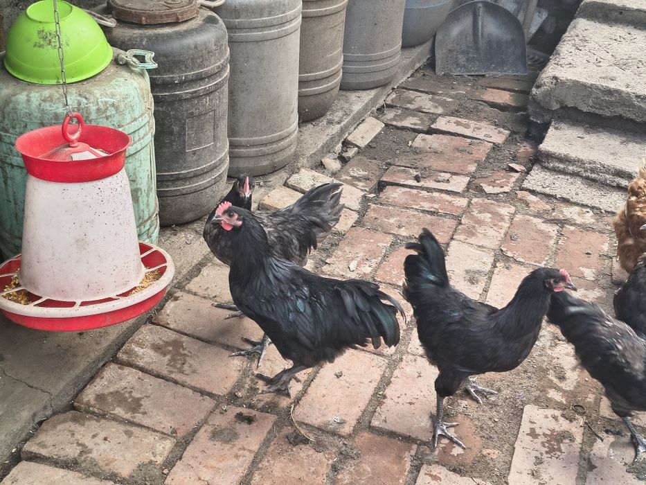 Vând sau schimb 3  rățoi indieni alergători și 3 cocosi australorp