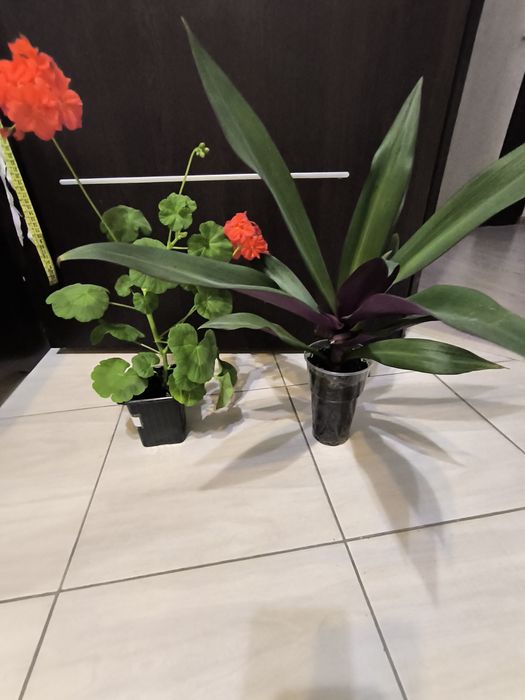 Два цветка за 800