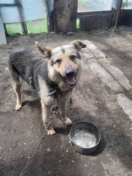 От дам овчарку срочно за символическую цену