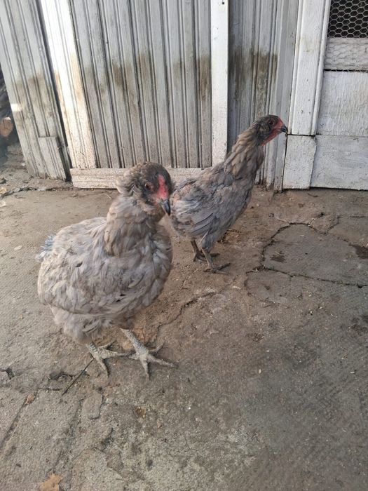 Gaini de rasa, cocosi albi, gaini de tara, oua