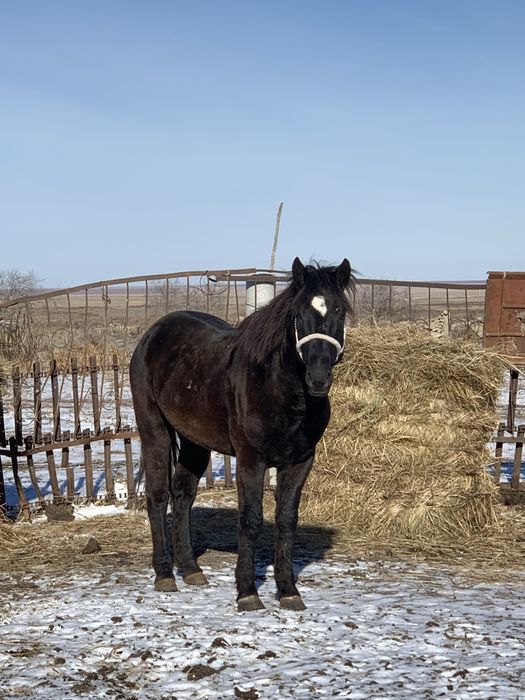 Продам жеребца 4года