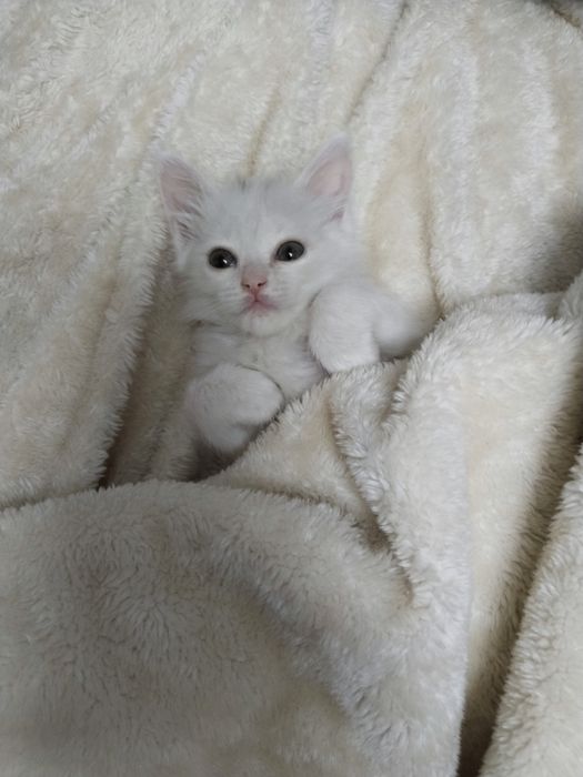 отдам котенка в добрые заботливые руки