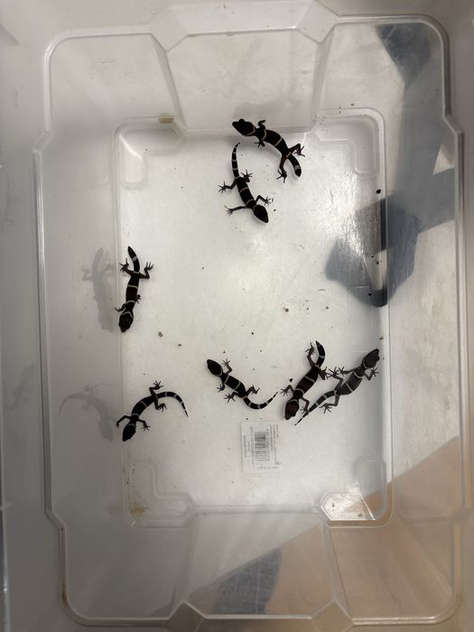 Vand pui cave gecko (Goniurosaurus hainanensis)