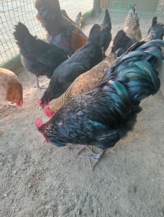 Петух породы Маран.