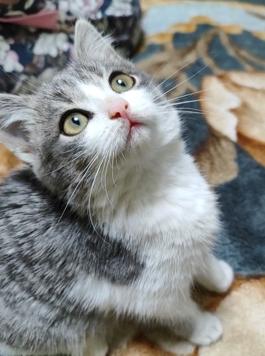 Вот такая девочка ищет дом