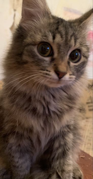 Отдаются в добрые руки котята