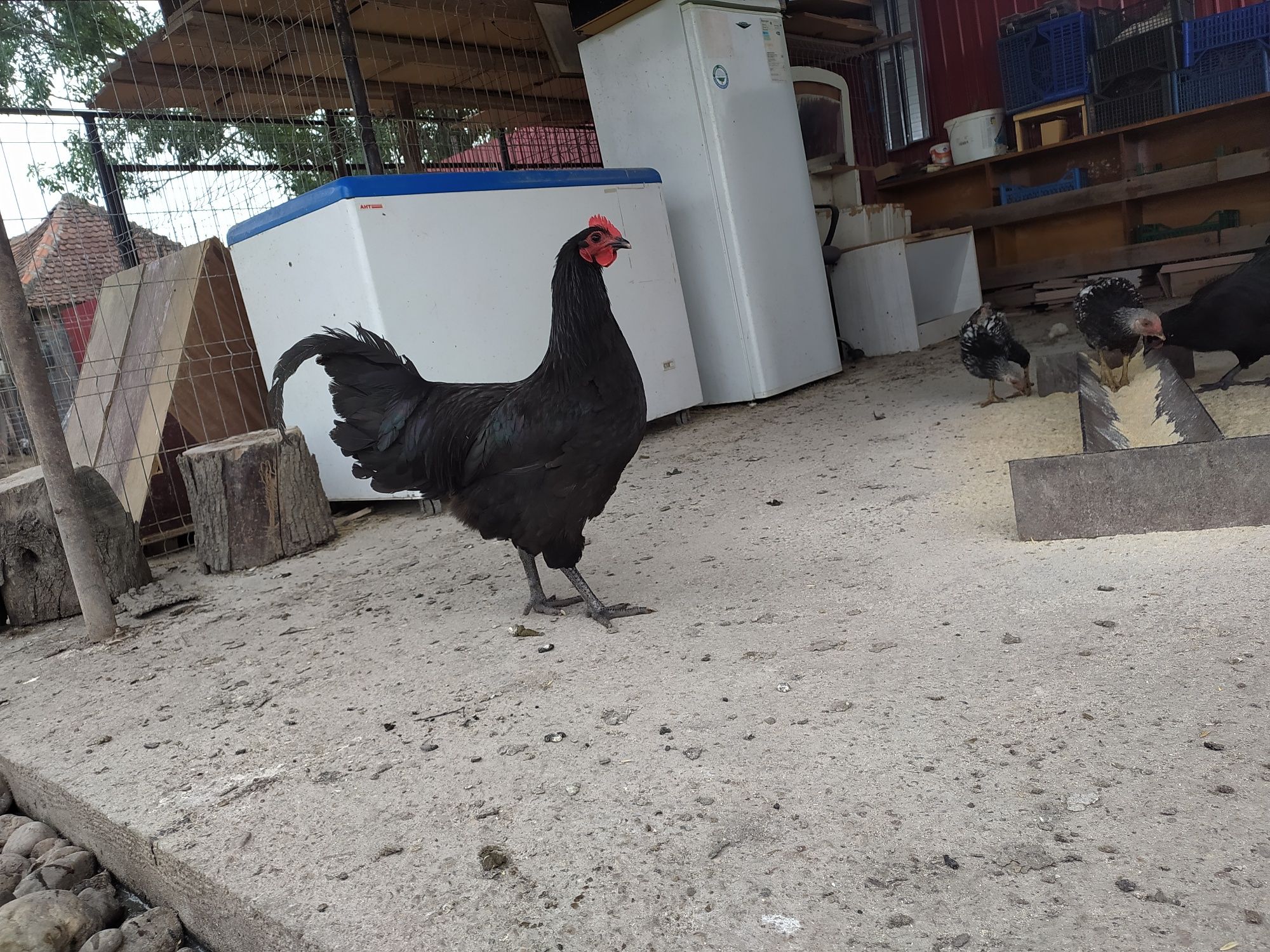 Cocoși Australorp