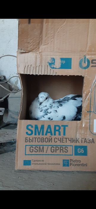 Moda kabutar sotiladi