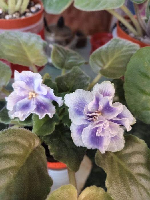 Фиалочки для дома