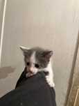 Отдам котяток, два мальчика и две девочки, лотку приучены