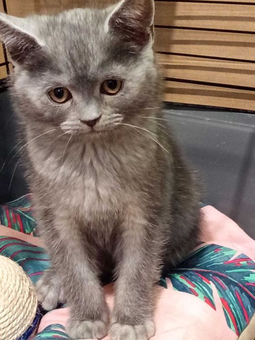 Шотландски котета момчета