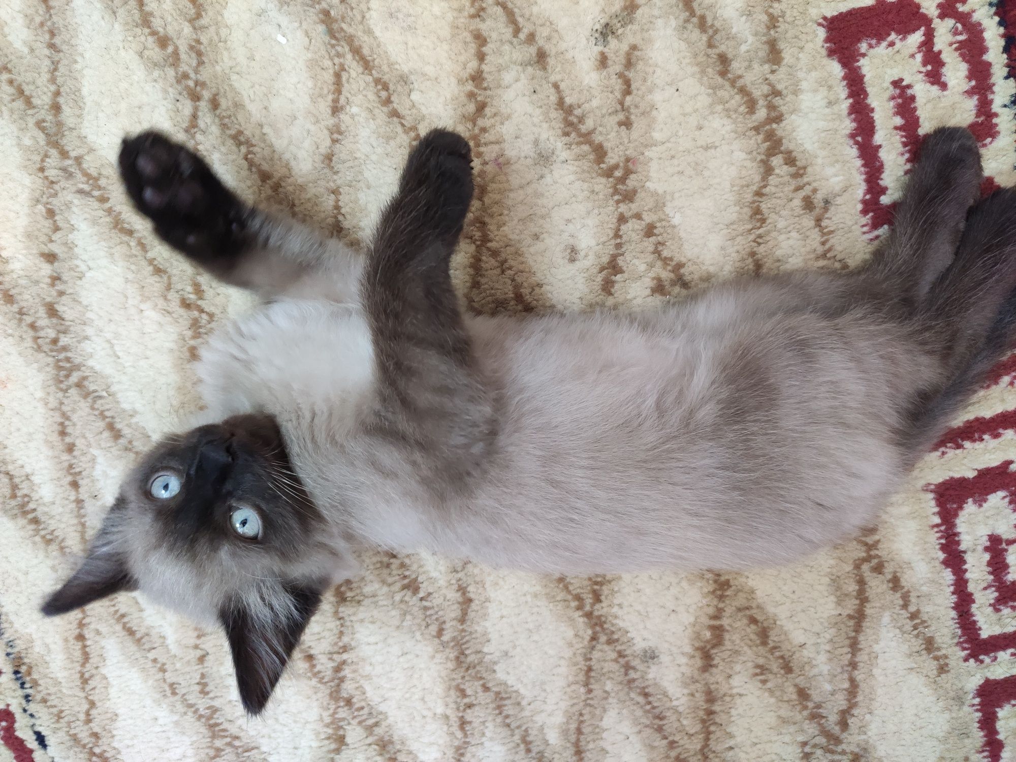 Сиамский котёнок мальчик 1.5 месяца