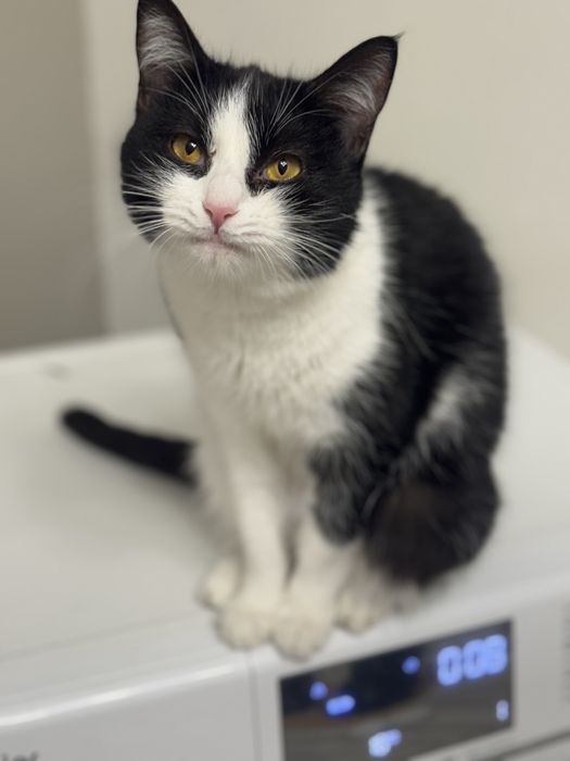 Нежная кошка-девочка ищет любящих хозяев.