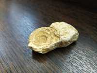 Melc / Cochilie fosilizat