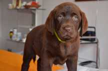 femela Labrador ciocolatie cu Pedigree A
