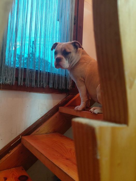 Були покет 8 месеца