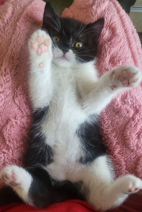 Продажа породистых  хулиганов