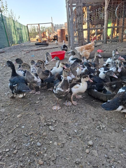 Boboci rața leșească(Cairina moschata.)