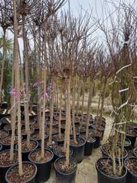 Catalpa globulara- Prunus rosu - Platan-Liquidambar