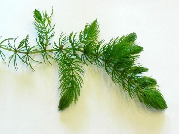 Роголистник темно-зеленый Ceratophyllum demersum