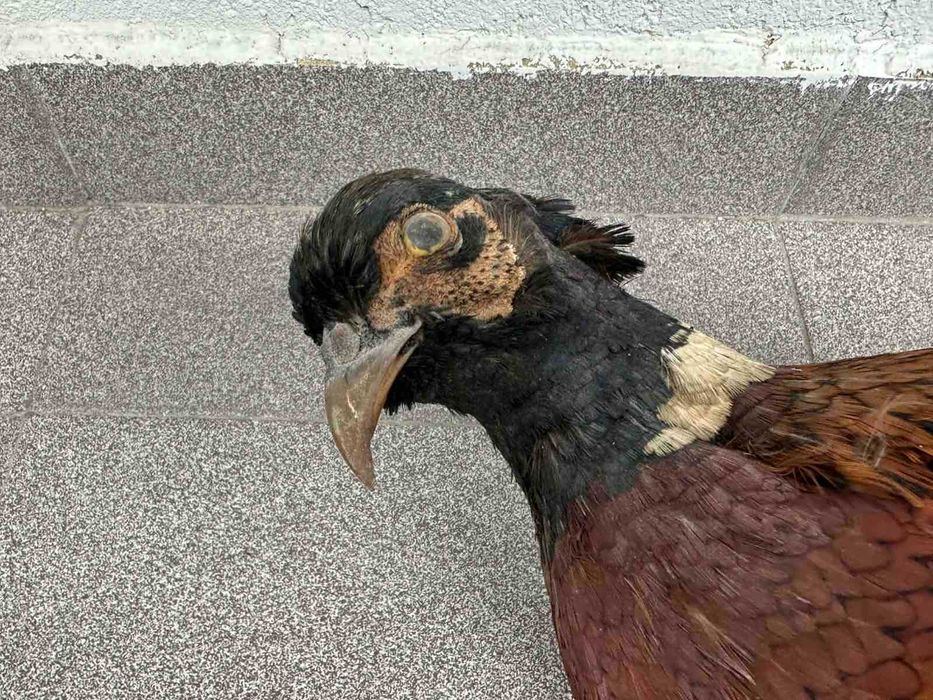 Препариран Фазан Фазани