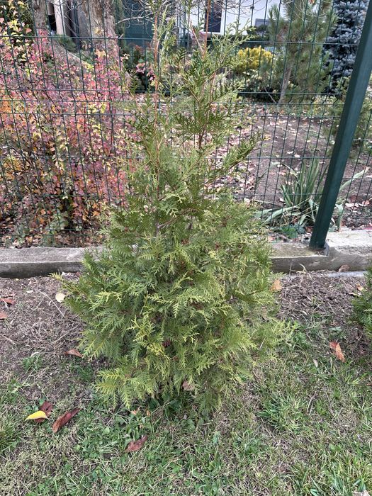 Туя смаркт в наличий  1.20 см