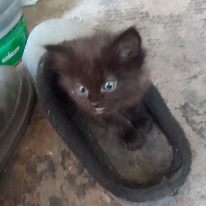 Милашки котята ищут хозяина