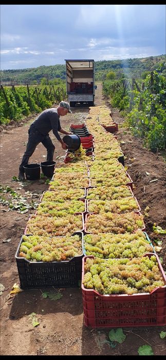 Struguri de vin toate soiurile