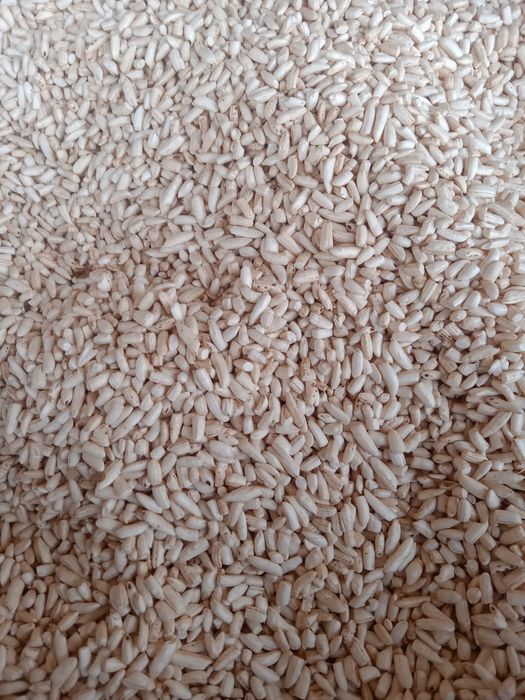 Aparat. maka va guruch bodroq qiladi