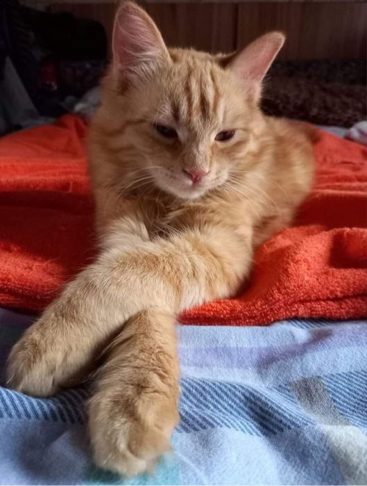 Ищет семью кот Марсик!