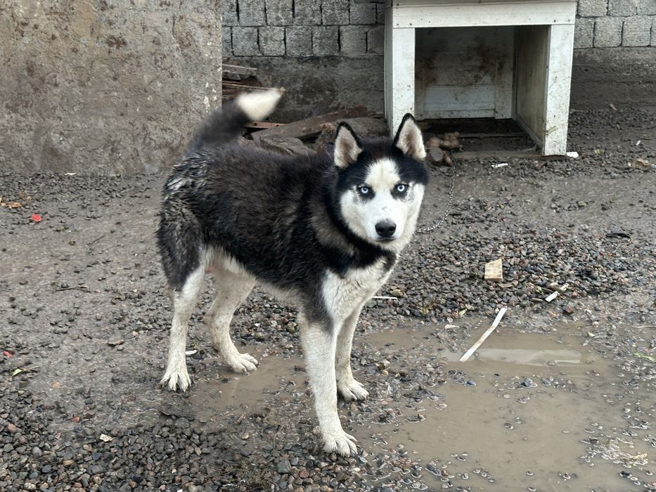 Хаски 1 год чистокровный