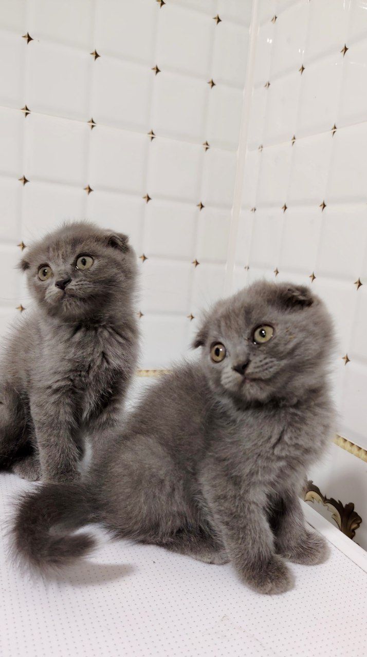 Продаются шотландские вислоухие котята