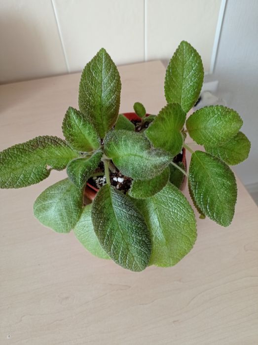 Эписция сортовая