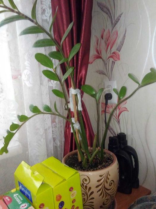 Долларовое дерево.