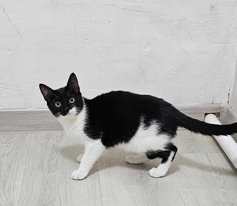 Отдам кота в добрые руки