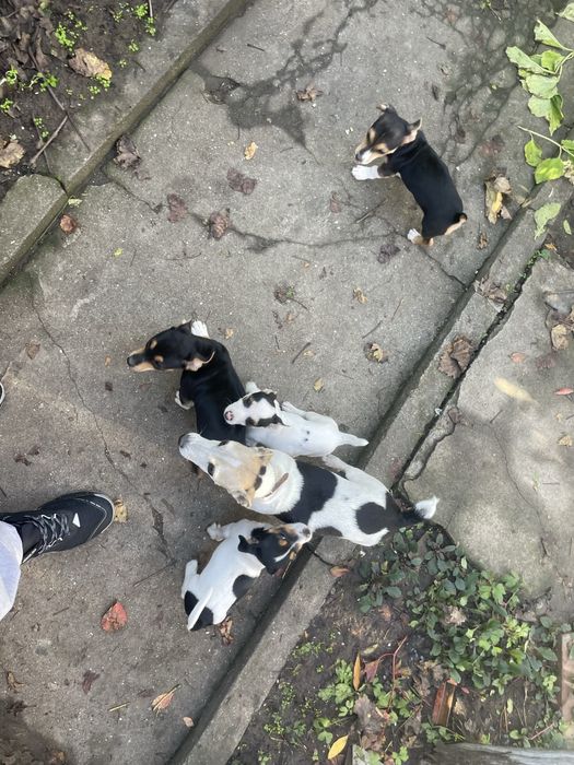 Джак Ръсел подарявам