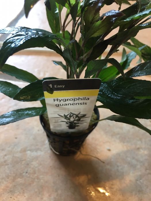 Hygrophila guanensis