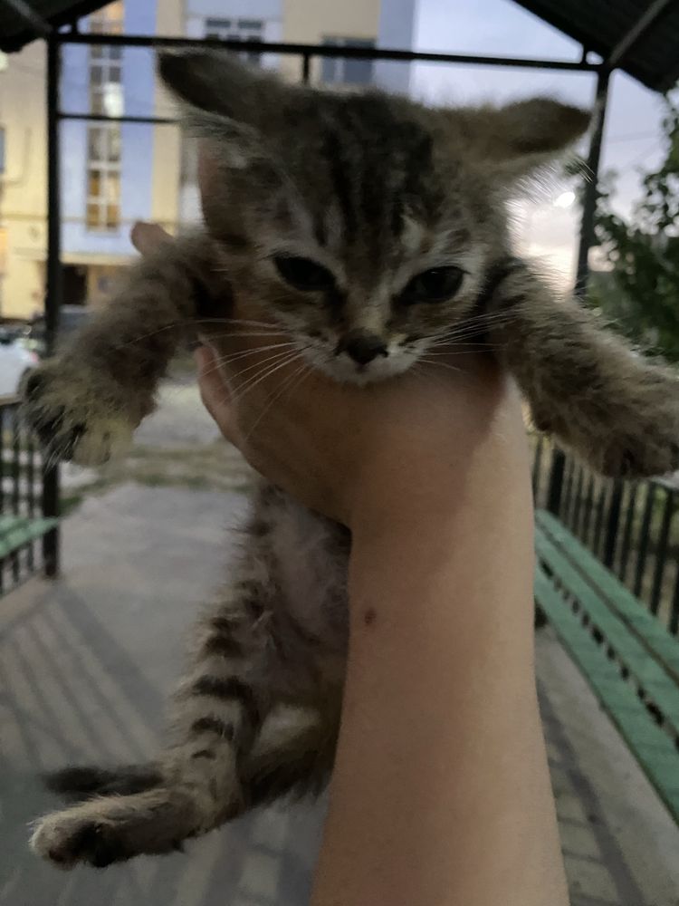 Котенок,девочка.