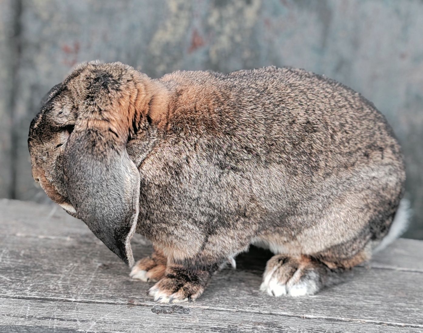 Berbec german agouti