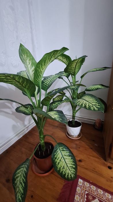 Flori de cameră naturale