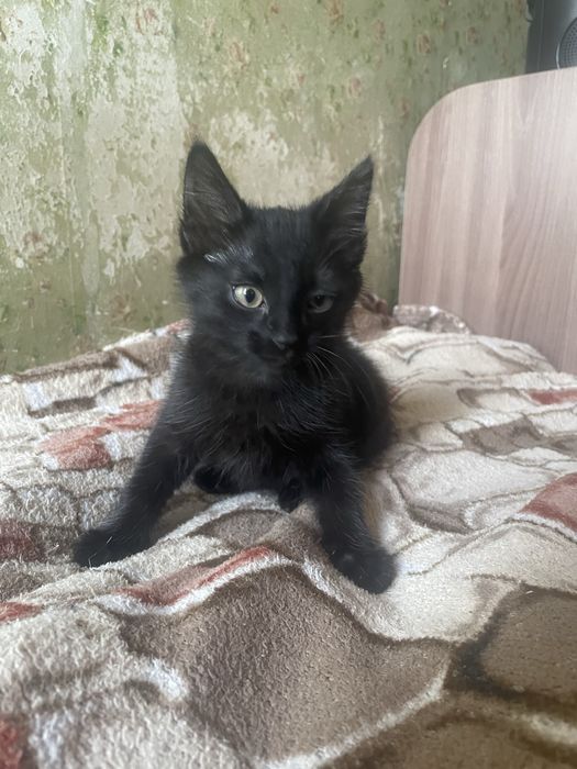 Отдам в добрые руки котенка