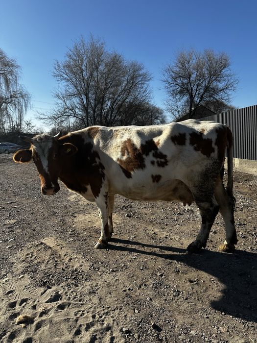 молочная корова цена 800тыс Шу - Чу