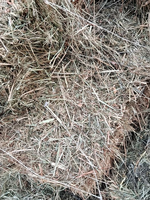 Шөп иссыкта срочно