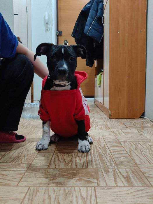 Щенок Американский Стаффордширский Терьер