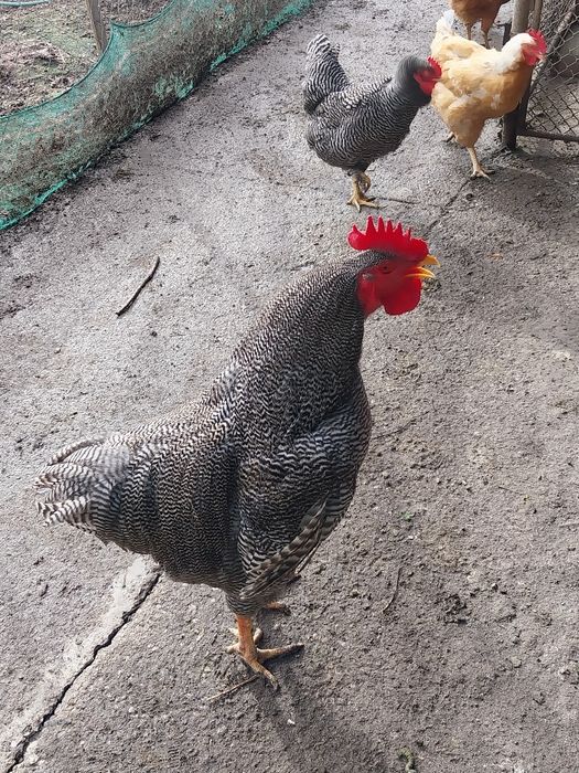 Cocos plymouth de vinzare