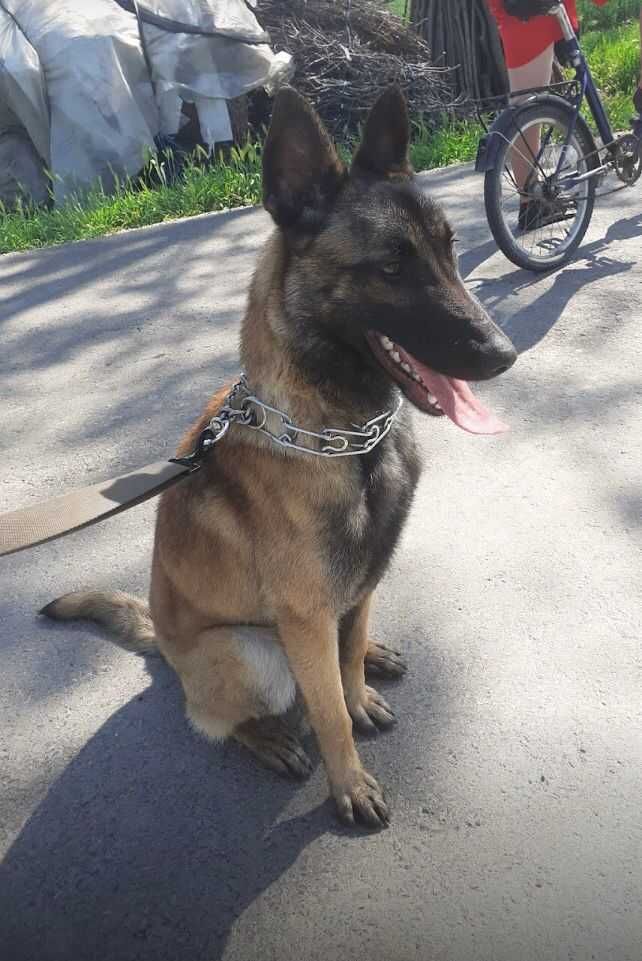 Vand Ciobanesc Belgian Malinois