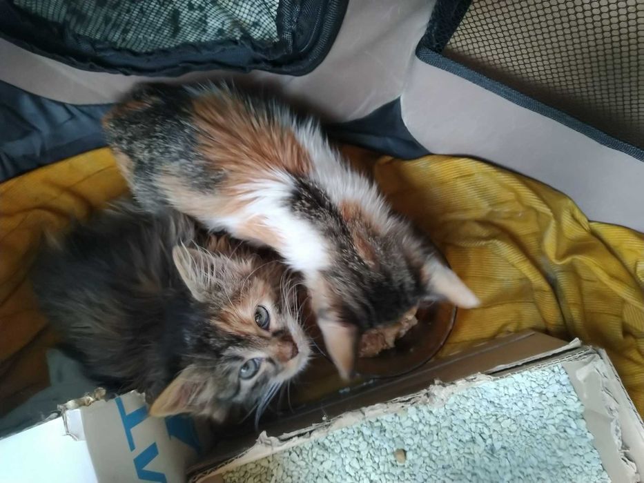 Шест пухкави малчугана търсят домашен уют и любящи стопани