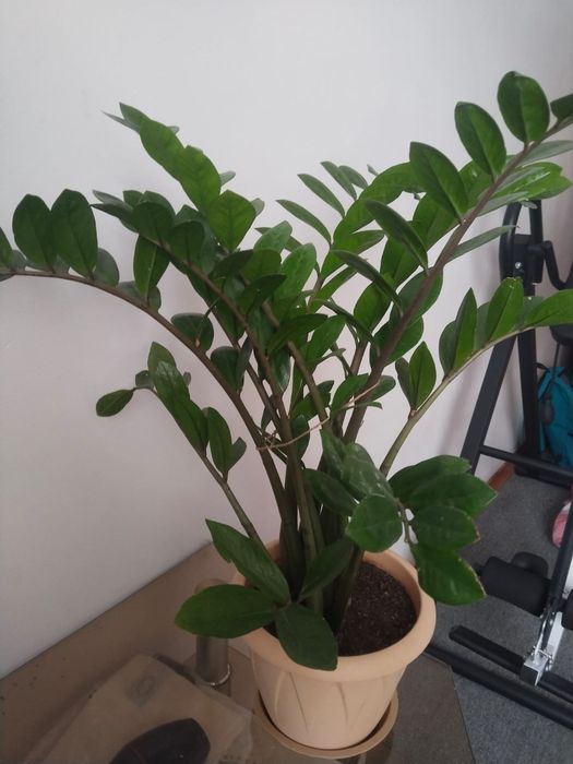 Доллар гүлі сатылады  ,срочно